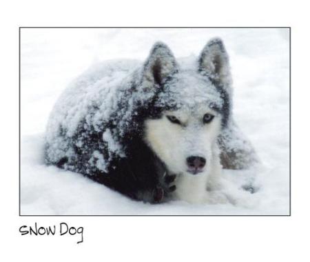 isis snow dog