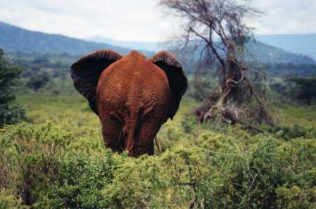 elephant