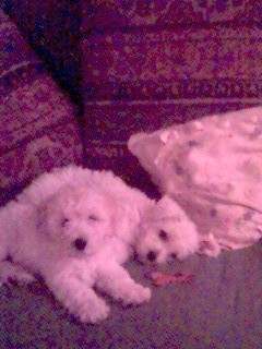 MY PUPPIES