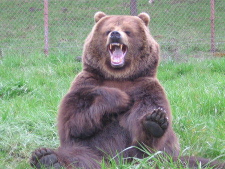 Claire Bear at the wildlife safari where i work 2006 saying "HI"