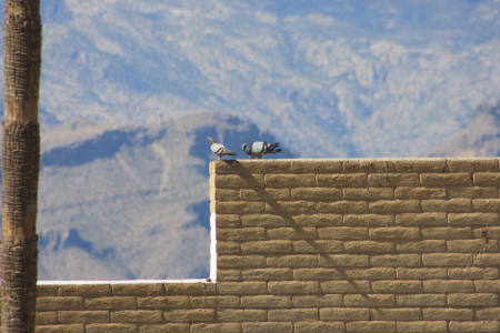 pigeons against a tucson mountain backdrop