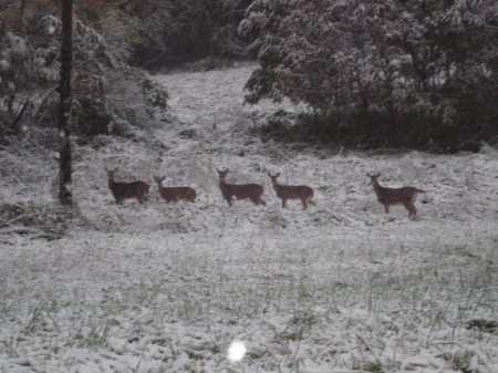 Deer In The Snow