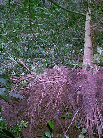 Uprooted Tree