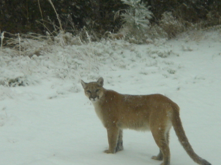 Panther seen in Corning driveway, Winter 2010