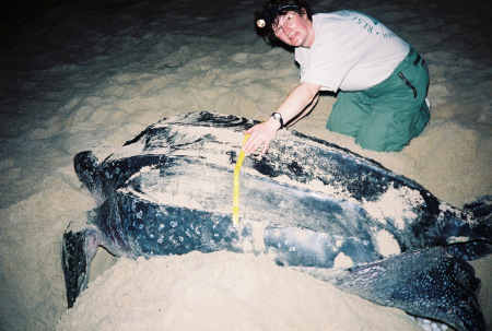 Therese, Leatherback Sea Turtle