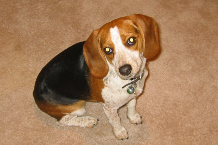 Bagel the Beagle