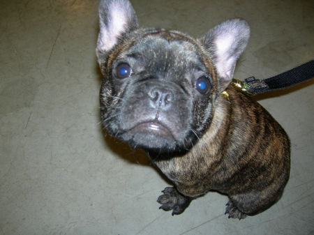 Louie the French Bulldog