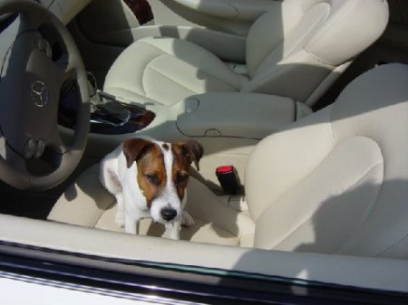 Joey JRT litter 2008