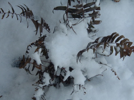 Frozen Fern in 18 inches of Snow, Forte Meade 2005