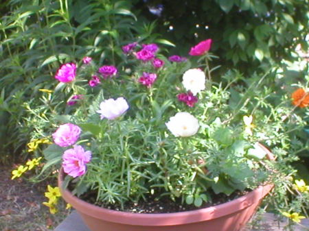 Mixed Annuals