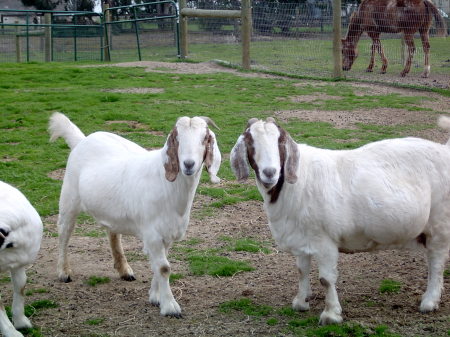 Some of my goats