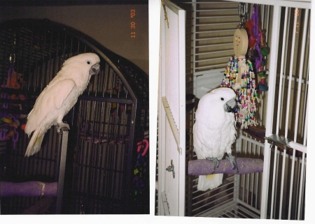 My Funny Cockatoo, 'Cosmo Kramer'...