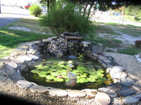 My fish pond