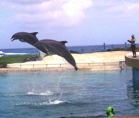 Sea Life Park - Oahu, HI