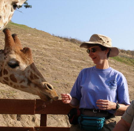 A hungry giraffe in San Diego