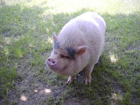 Gretchen, one of mhy 7 potbellied pigs