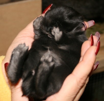 New Baby Bunnies 1-07