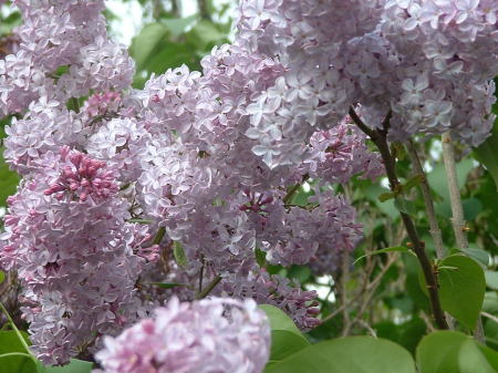Lilac's in my yard this spring '06
