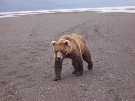 Katmai 2005