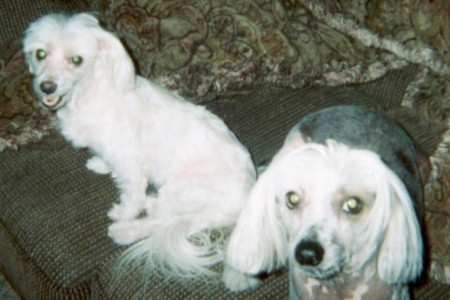 My dogs