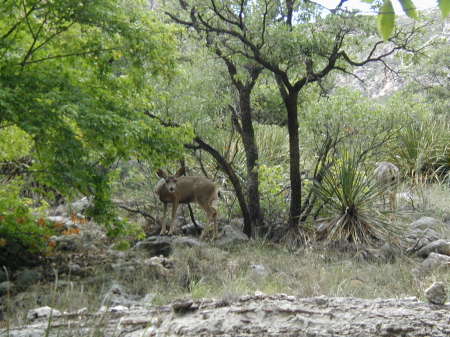 McKittrick Canyon - deer watching me