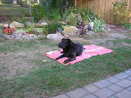 Akira sitting in front of our koi pond