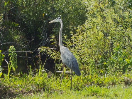 Everglades Adventure