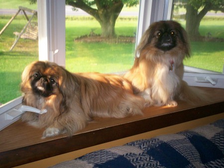 bruce and shelby--my pekinese dogs