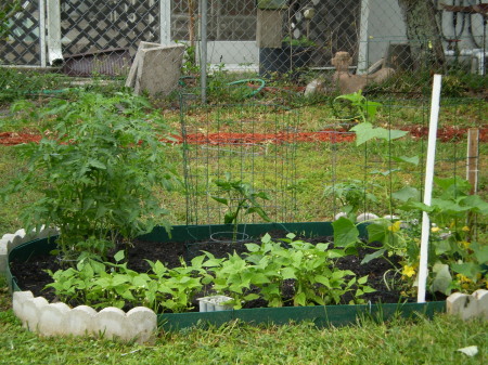 tomatoes, peppers, beans, cukes, cilantro....