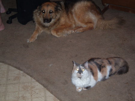 Zena and Cali Cat