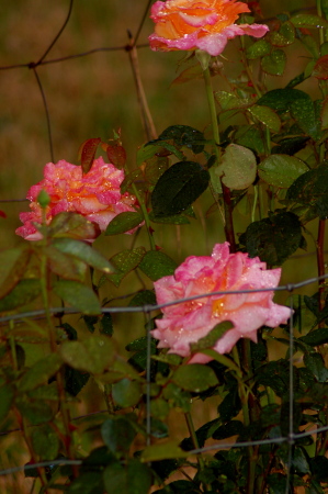 La Donna's Roses