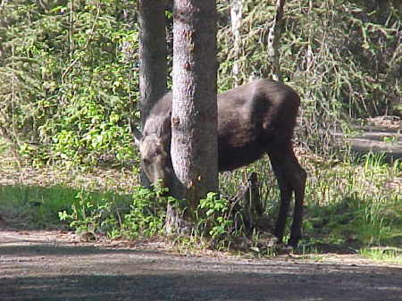 Moose