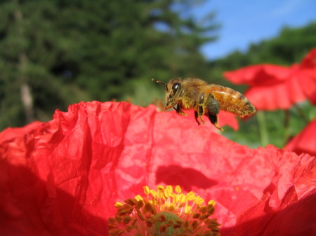 honeybee & poppy