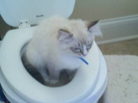 Potty Training