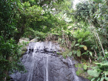 El Yunque rain forest