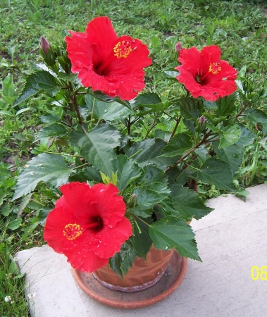 Hibiscus