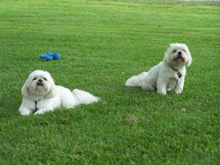 our puppies Fluff and Sugar