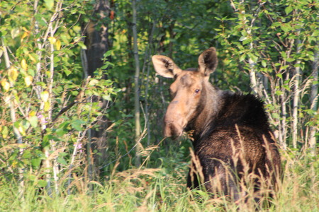 Ontario moose.