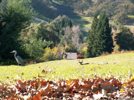 Joan Blair's album, Birds and views of Contra Costa Co. Ca.