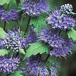 Bush of Purple Flowers and Green Leaves