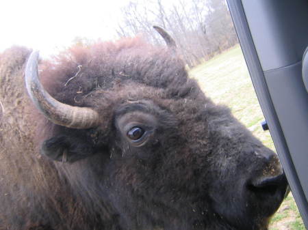 Bison, Lazy 5 Ranch, NC