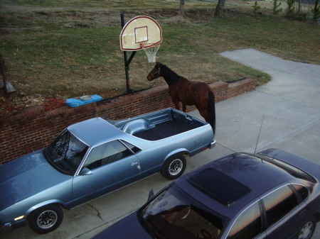 Bambi's horse my El Camino