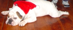 My Bulldog Harley, X-Mas 2006