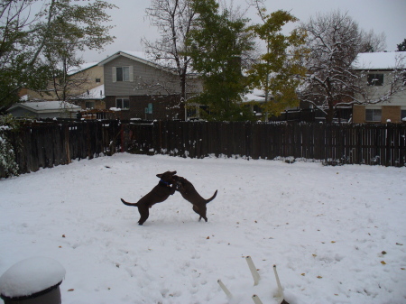 our choc, labs. coco & jr. first snow of year.LOL
