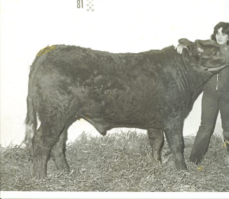 SHOW CALF