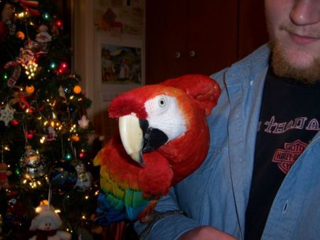 Son Derek and Rufus, our Scarlet Macaw