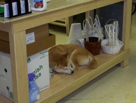 Butch sleeping under my design counter