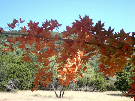 Jerry Conner's album, Lost Maples