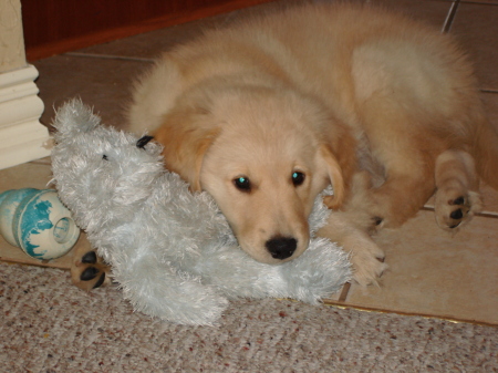 New Family Addition - Tucker with his favorite teddy bear