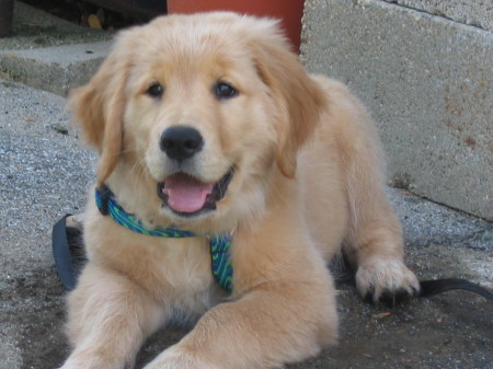 Ginger  at about 3 1/2 months old